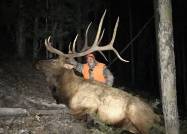 Colorado Wilderness Elk