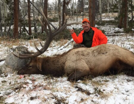 Colorado Wilderness Elk
