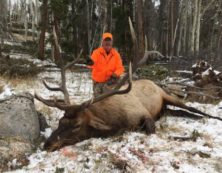 Colorado Wilderness Elk