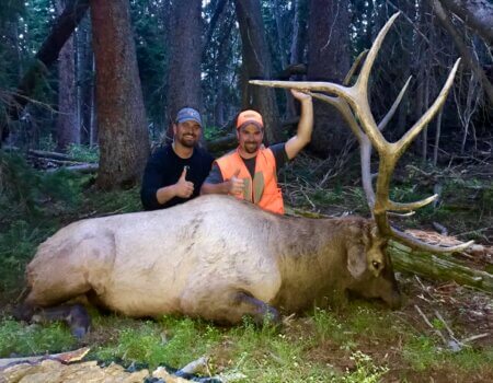 Colorado Wilderness Elk