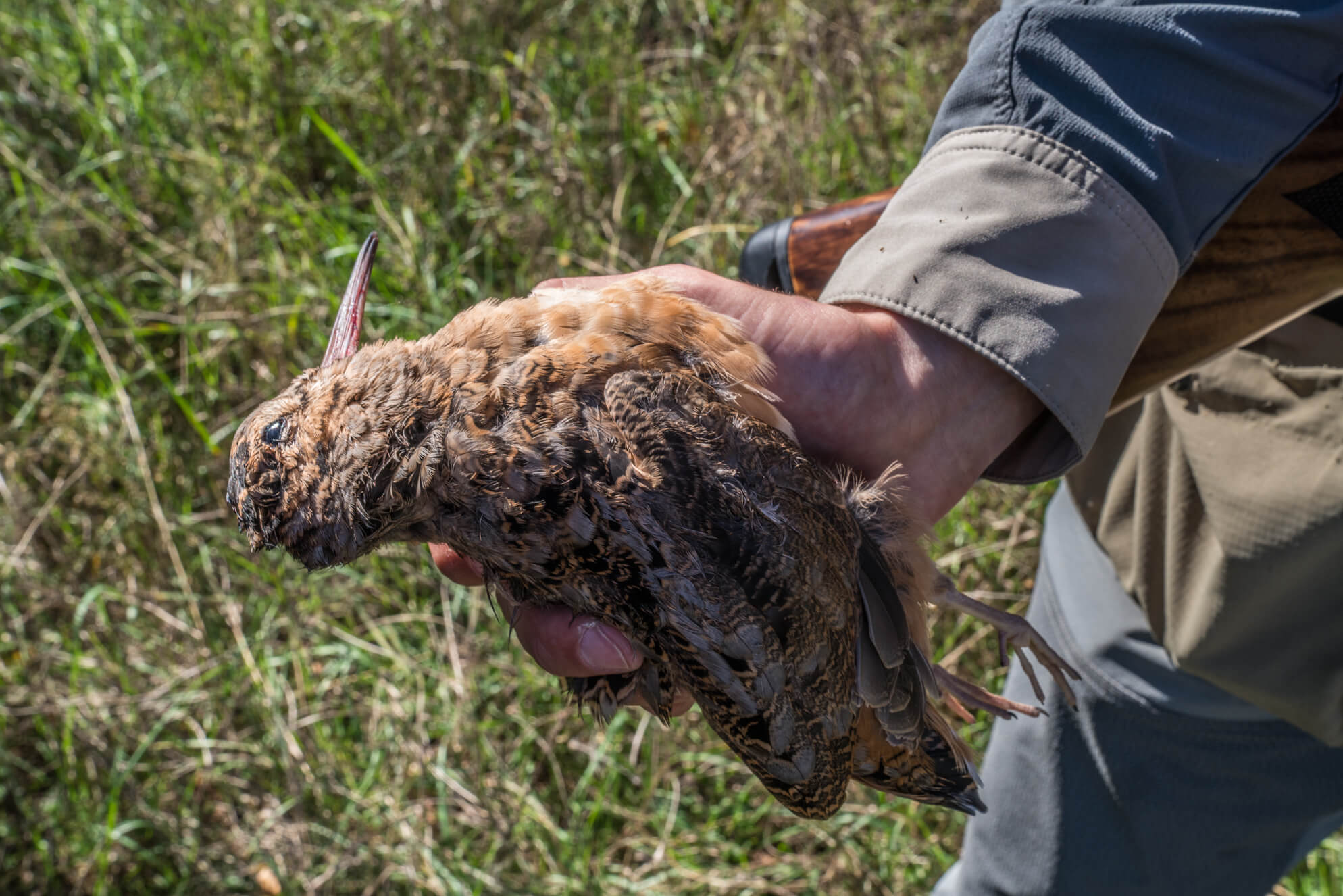 The Woodcock Migration The Journey Within A Bird Hunters Diary Worldwide Trophy Adventures 8825