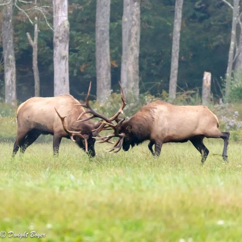 2021 The Elk Forest