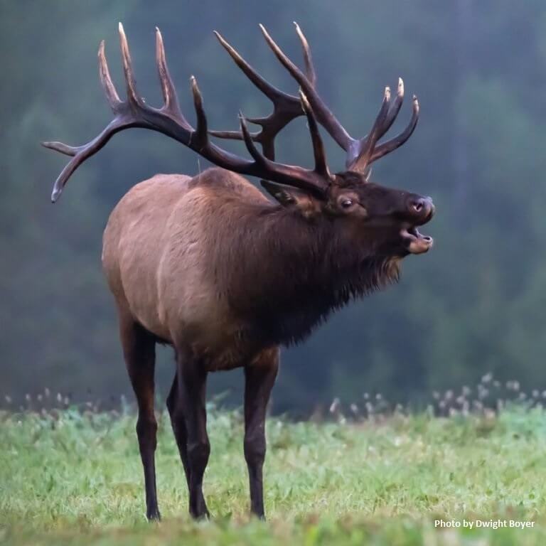 Pennsylvania Elk Lord of the Pennsylvania Forest! Worldwide Trophy