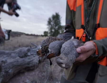 wta_1952_AZ Quail 2