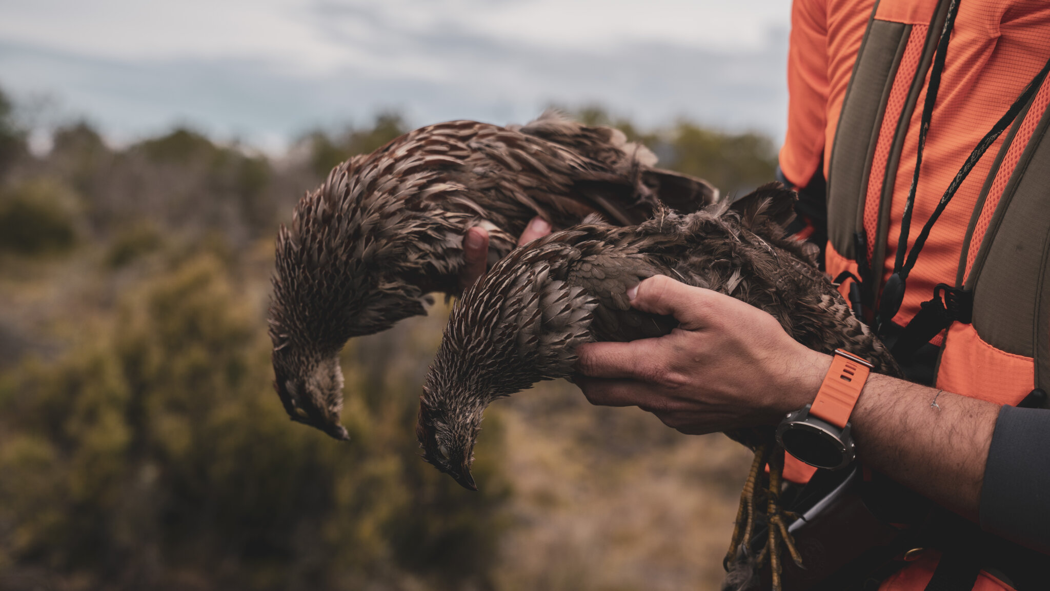 Hunting Hawaii’s Big Island The Journey Within, A Bird Hunter's Diary