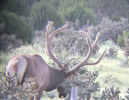 wta_1956_Live Bull 2020