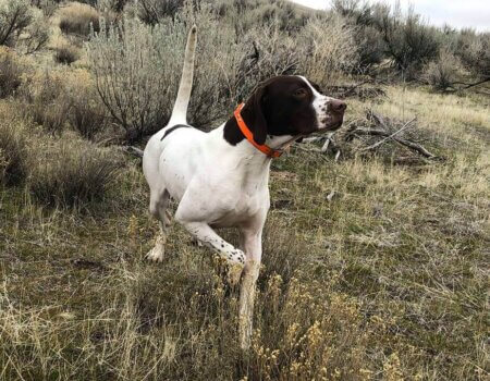 wta_1960_Rain Profile