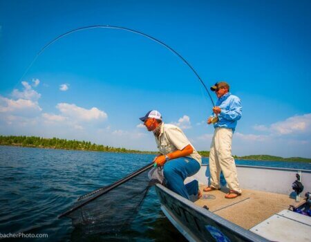 wta_1964_fightingfish2