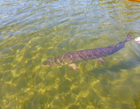 wta_1964_pikerelease