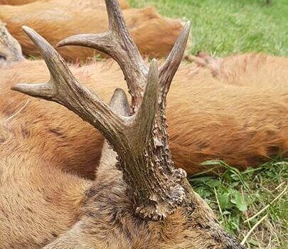 wta_1971_20731376_1403863472994441_1010955047_n