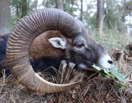 wta_1971_muflon Gola