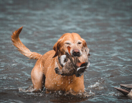 wta_1972_DSC08017 Hen Northern Shovelor