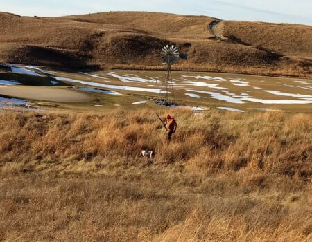 wta_1975_Dismal river Pheasant 1