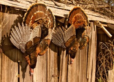 The Heyday Of Turkey Hunting