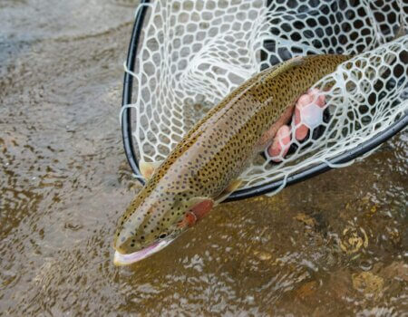 wta_1989_abe18 - Copy