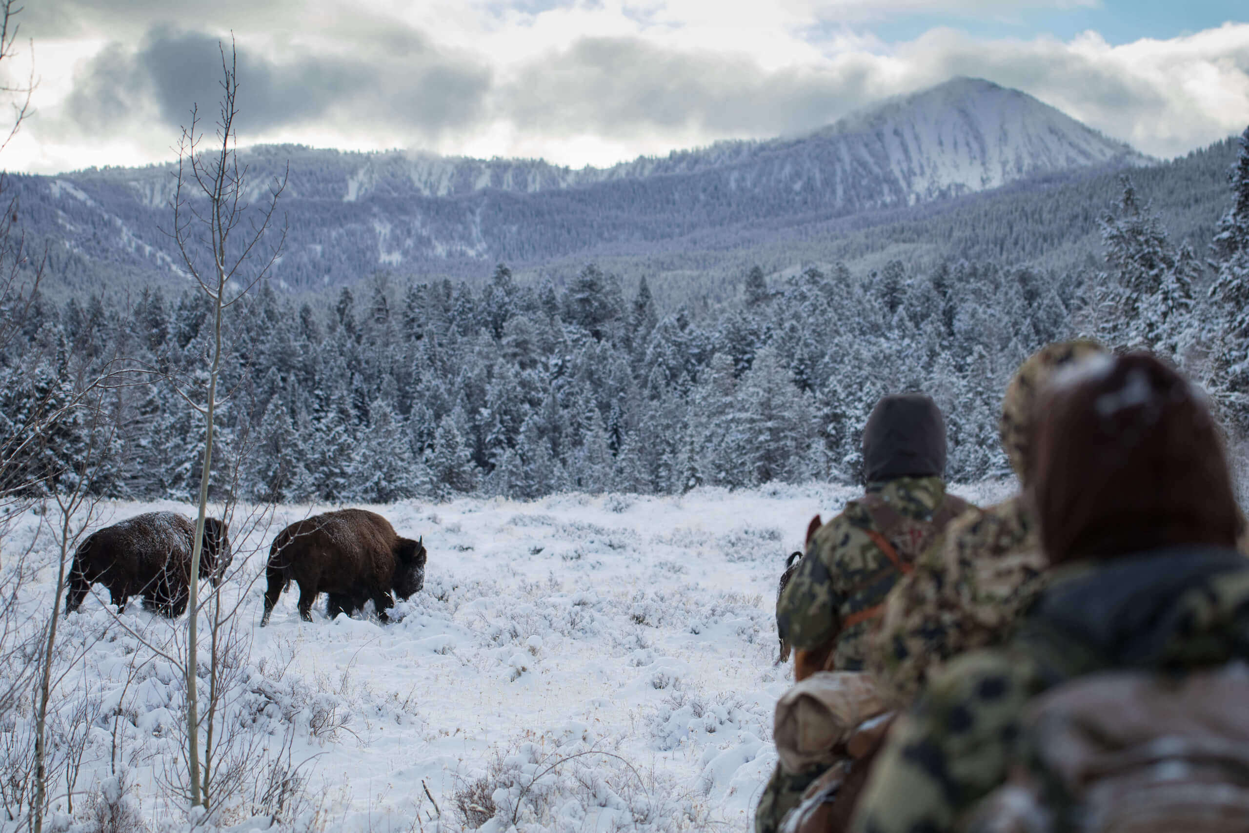 A Guide to Bison Hunting // WTA TAGS Worldwide Trophy Adventures