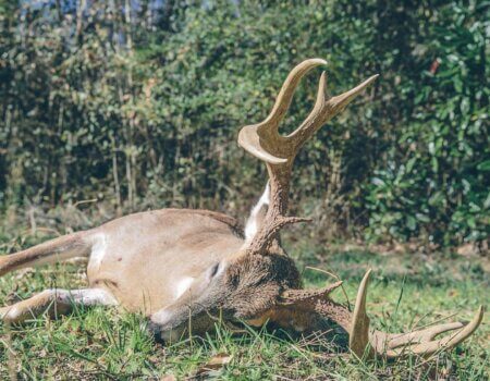 wta_2015_33898818_2048980125375585_4320821813710946304_n