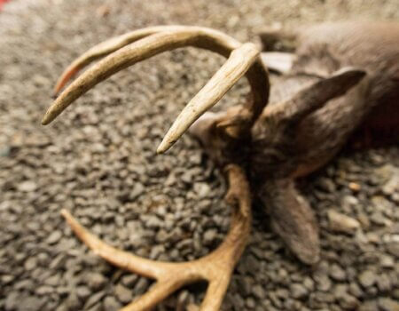 wta_2015_49948706_2206691259604470_7493095318645374976_n