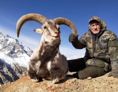 wta_2034_Blue sheep (3)