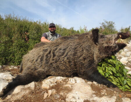 wta_2037_Boar (4)