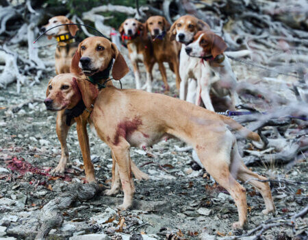 wta_2054_TFC_MountainLion_UT_01