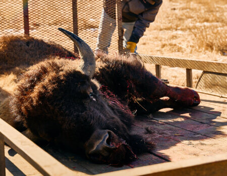 wta_2065_TFC_Bison_SD_20