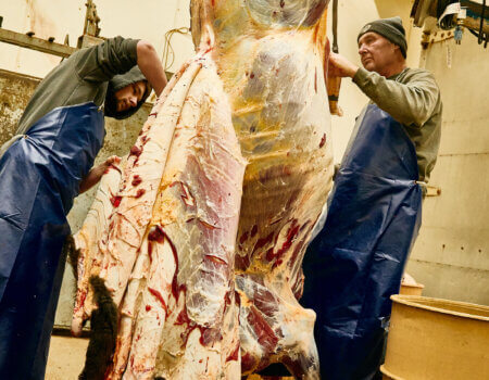 wta_2065_TFC_Bison_SD_24