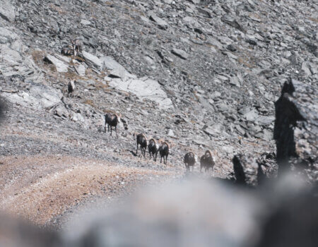 wta_2066_Sheep Crossing-1 (1)