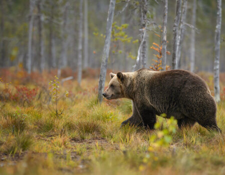 Brown Bear in Nordic forest
