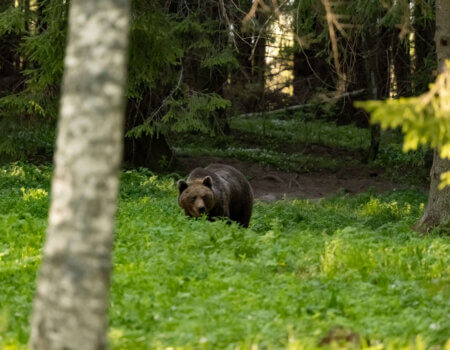 Wild brown bear searches for food