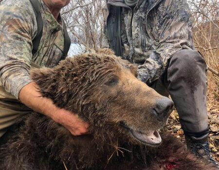 wta_2129_paul brand - bear head