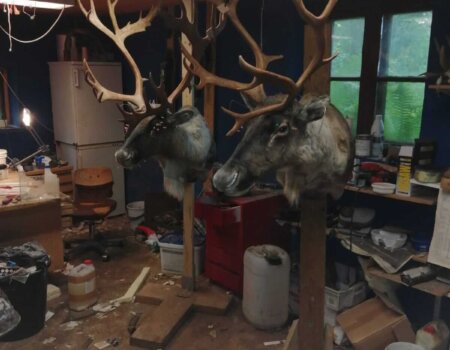 wta_2134_raindeer trophy