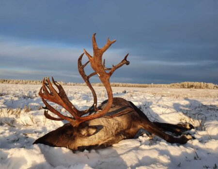 wta_2134_raindeer5