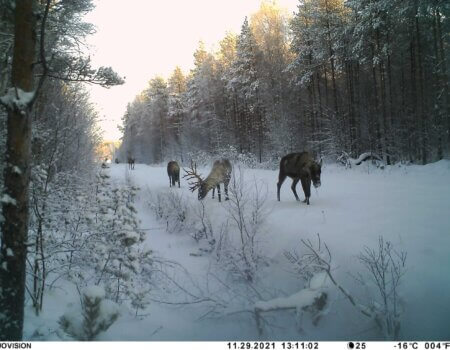 wta_2134_raindeerforest