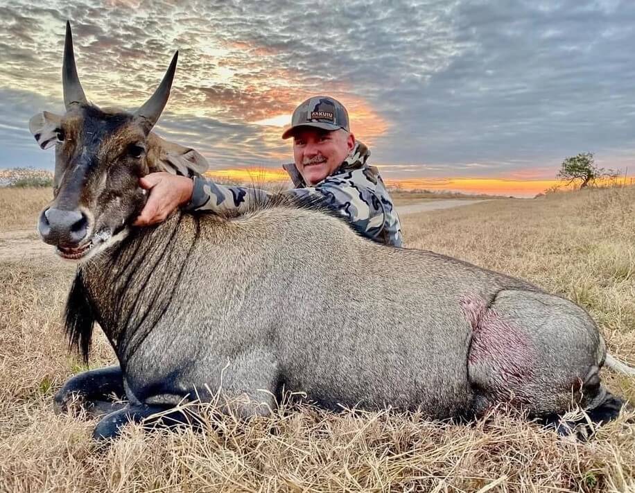 South Texas free Range Nilgai Worldwide Trophy Adventures