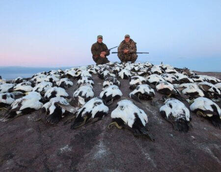 wta_2138_Eider (6)_1