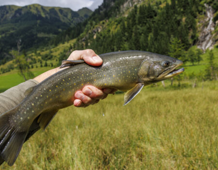 wta_2180_2338_ Austria Flyfishing_SOA_Photos_DusanSmetana_Large_Select_-134