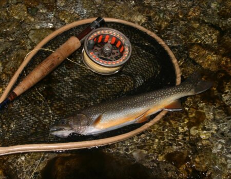 wta_2180_Prachtsaibling_oetzelsee_almroesl_grossarltal-gross