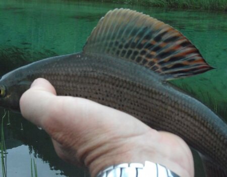 wta_2180_aesche_Talschluss_Huettschlag_grossarltla_almroesl-gross