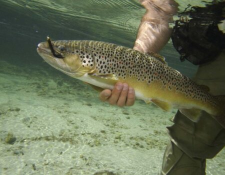 wta_2180_bachforelle_fliegenfischen_grossarltal_klein-gross