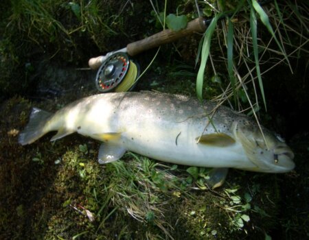 wta_2180_dicke_bachforelle-gross