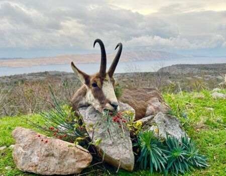 wta_2187_Balkan chamois2