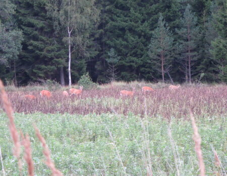 wta_2191_White tail (11)