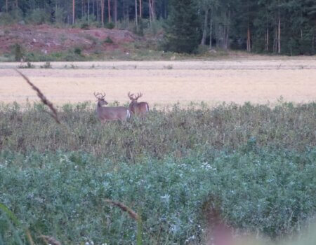 wta_2191_White tail (12)