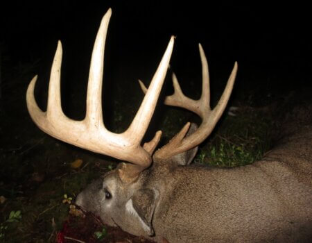 wta_2191_White tail (19)