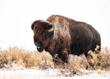 Alaska Draw Deadline for TAGS