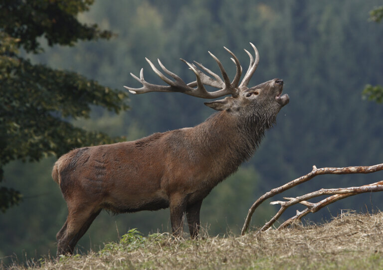 Red Stags Europe: A Comprehensive List - Trophy Adventures