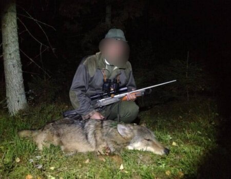 wta_2211_wolf1-800x600