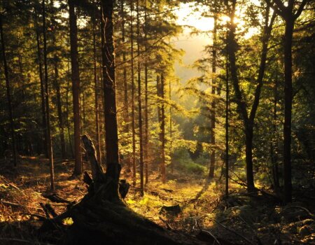 wta_2216_00008 - France Safaris