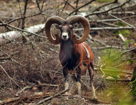 wta_2216_00017 - France Safaris